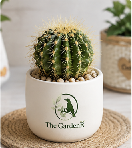Cactus